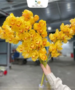 Địa lan Côn Minh