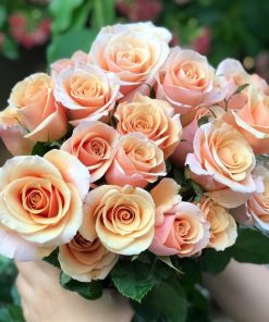 Hoa Hồng Đà Lạt