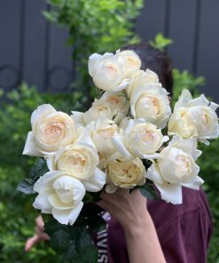 Hồng ngoại Ivory