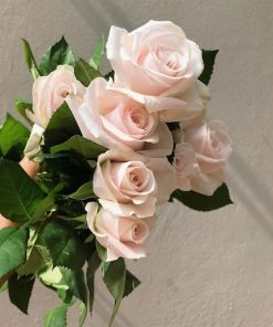 Hoa hồng kem dâu Đà Lạt