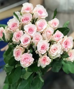 Hoa hồng kem dâu Côn Minh