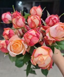 Hồng ngoại David Austin Kordes