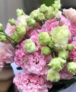 Lan tường hồng xoăn