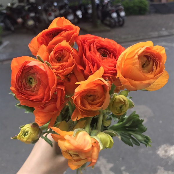 Mao Lương Cam Mao Luong Cam