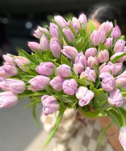 Tulip Double Katinka