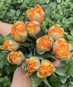 Tulip Double Orange