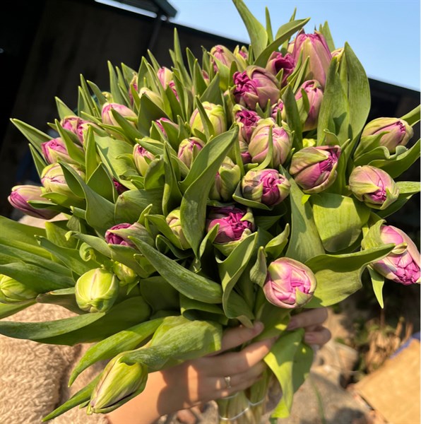 Tulip Double Purple Tulip Double Purple