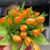 Tulip Orange
