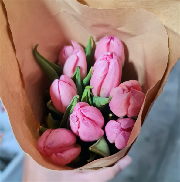 Tulip Peach Orange Tulip Peach Orange