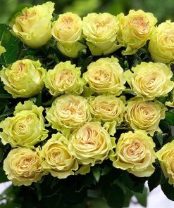 Hoa hồng xanh xoăn