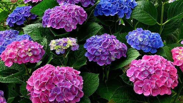 Chia sẻ bí kíp “vàng” giúp hoa cẩm tú quỳnh đổi màu đẹp lung linh 1 cam tu quynh