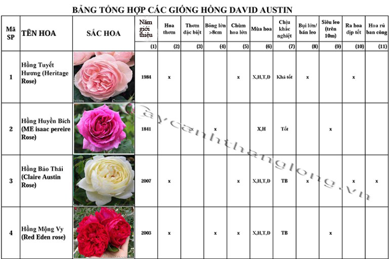 bang danh gia uu diem hoa hong DAVID AUSTIN
