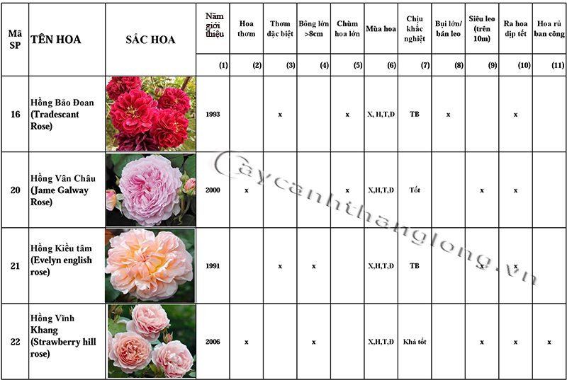 bang danh gia uu diem hoa hong DAVID AUSTIN