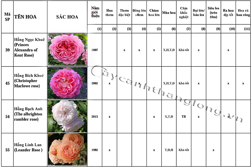 bang danh gia uu diem hoa hong DAVID AUSTIN