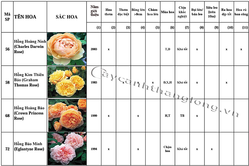 bang danh gia uu diem hoa hong DAVID AUSTIN