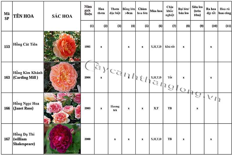 bang danh gia uu diem hoa hong DAVID AUSTIN