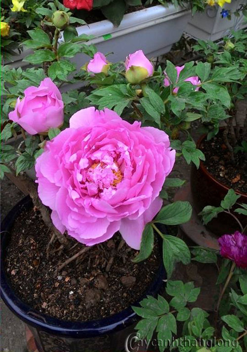 10378129 581886948614370 4197252603730989657 n20copy1