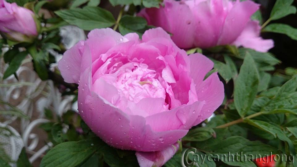 1521939 1409572609343516 5564294014311401294 n20copy1