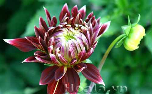 3 Hoa thược dược Mỹ đầy cuốn hút | hoala.vn