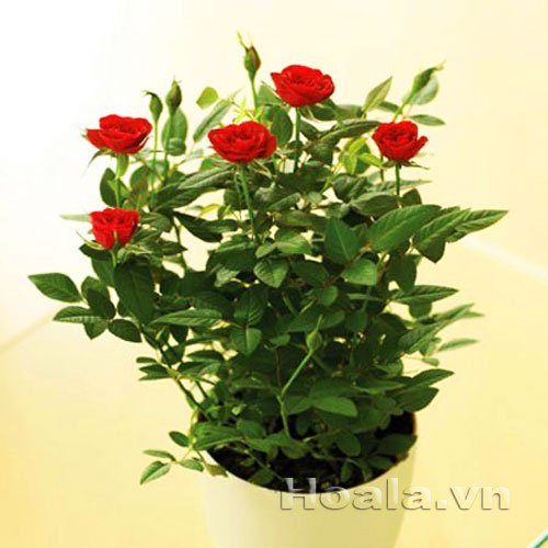 Chậu hoa hồng rực rỡ sắc màu, ngát hương thơm | hoala.vn