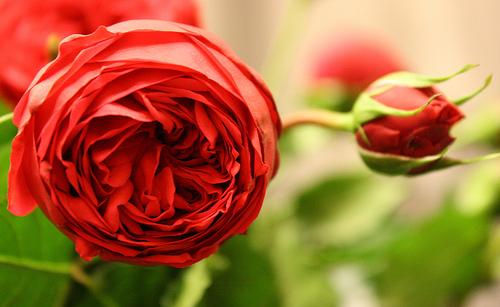 Hoa hong do - hong leo phuong uyen 145 - Red Piano rose