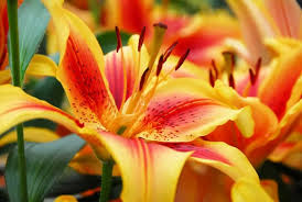 Hoa lily - ý nghĩa những màu hoa 3 Lily cam - Lily asiatic