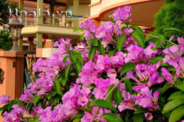 Cây hoa dây leo - Hoa ánh hồng, lý tím, lá tỏi