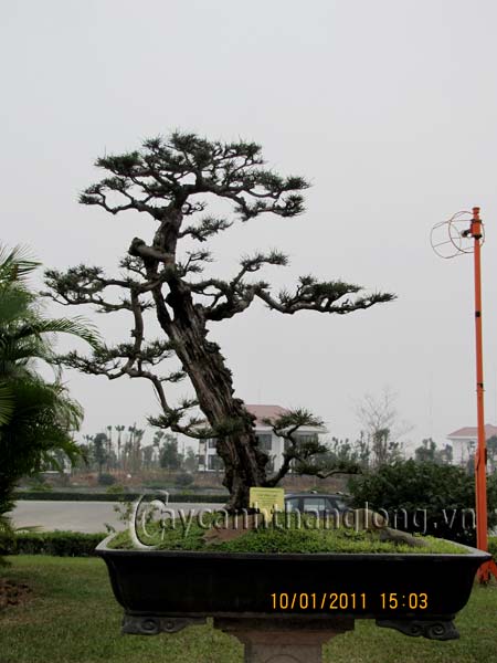 Bồi dưỡng Nghệ nhân Bon sai - Vườn cảnh | hoala.vn