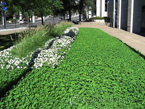 bai_co_3 Trang trí cho bãi cỏ trong vườn | hoala.vn