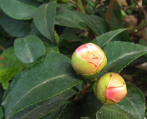big21452308463 Hoa trà thơm Trinidad Camellia