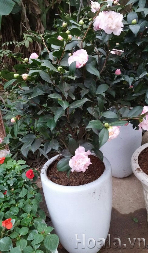 big21452310115 Hoa trà thơm Trinidad Camellia