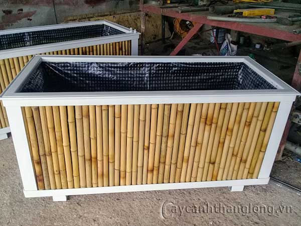 bồn trúc trồng cây