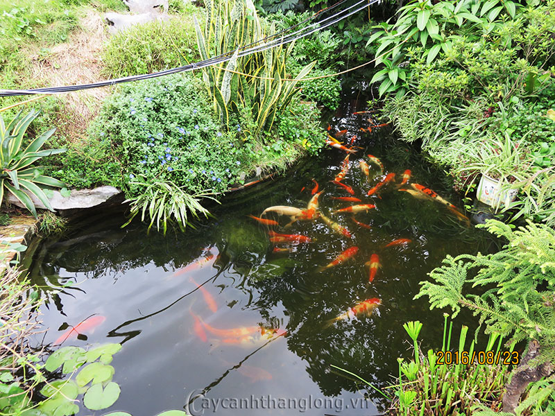 Bảng giá vé tham quan, chụp ảnh tại Công viên thực vật cảnh Việt Nam 32 ho-ca-koi-sinh-thai