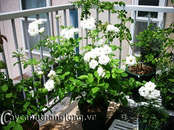 hoa-hong-ngoai