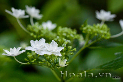 hoa_cam_tu_cau_8 | hoala.vn
