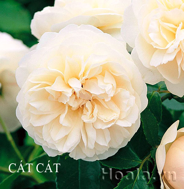cat cat