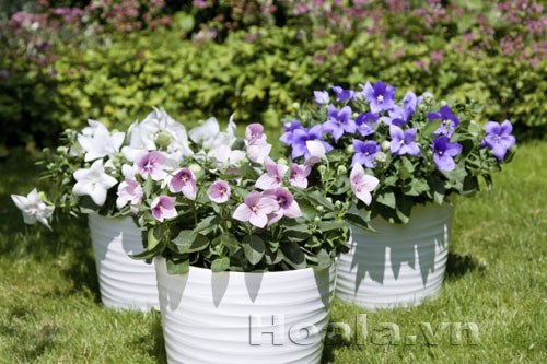 cat_canh_kep_14 Hoa Sao băng tinh khôi lãng mạn | hoala.vn