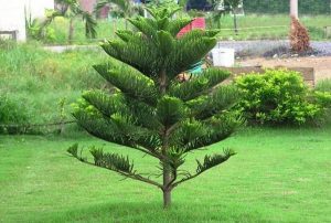 Những cây hoa quý được trồng nhiều ở những nơi tâm linh