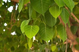 Những cây hoa quý được trồng nhiều ở những nơi tâm linh