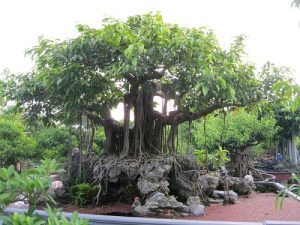 Những cây hoa quý được trồng nhiều ở những nơi tâm linh