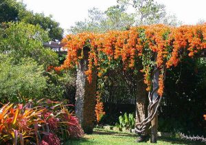 Cây dây leo chùm ớt leo giàn nhanh