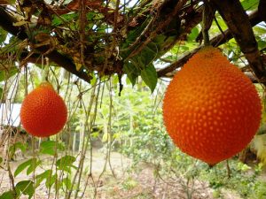 Giàn hoa leo cát đằng xanh dịu mát mắt giữa mùa hè oi ả