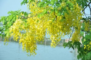 Muồng hoàng yến