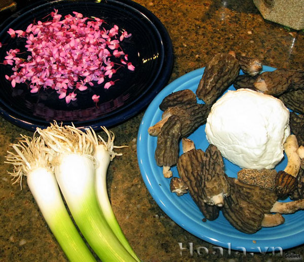 cay-hoa-hanh-phuc-8