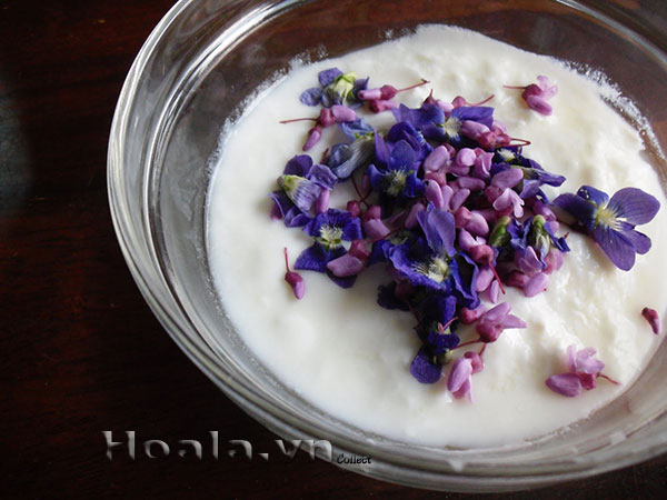 cay-hoa-hanh-phuc-8-
