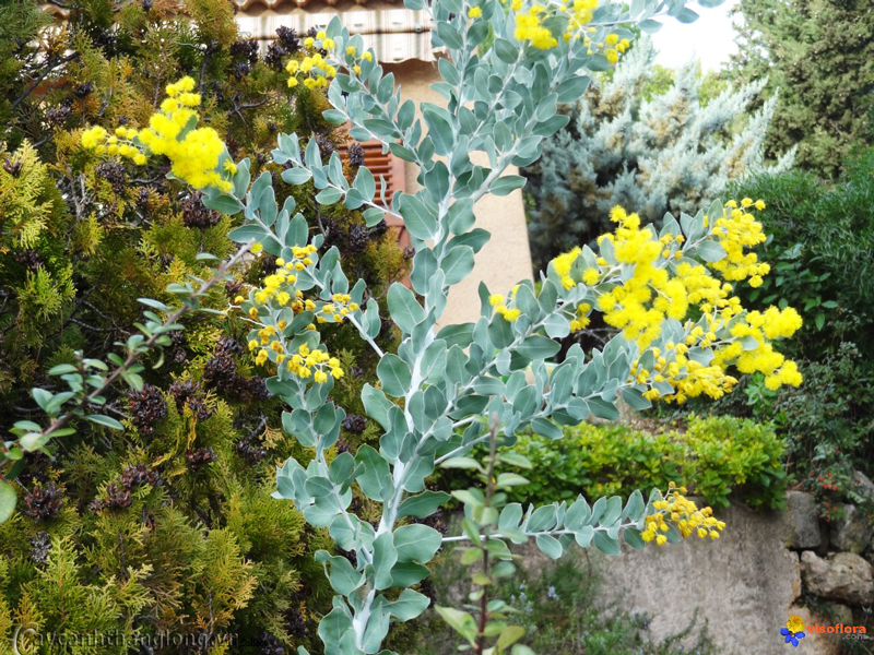 cay-hoa-mimosa---keo-la-tron-07
