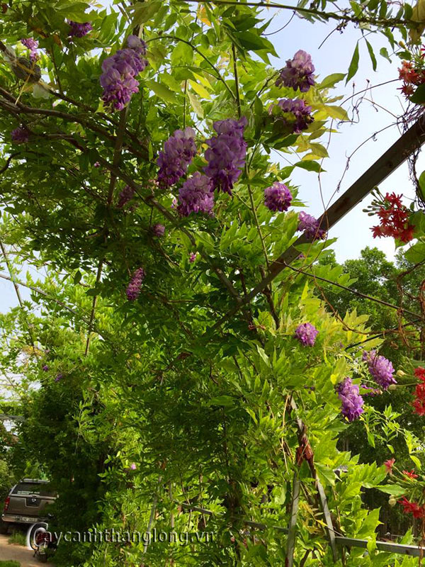 Bảng giá vé tham quan, chụp ảnh tại Công viên thực vật cảnh Việt Nam 34 vuon-hoa-leo-cay-hoa-tu-dang