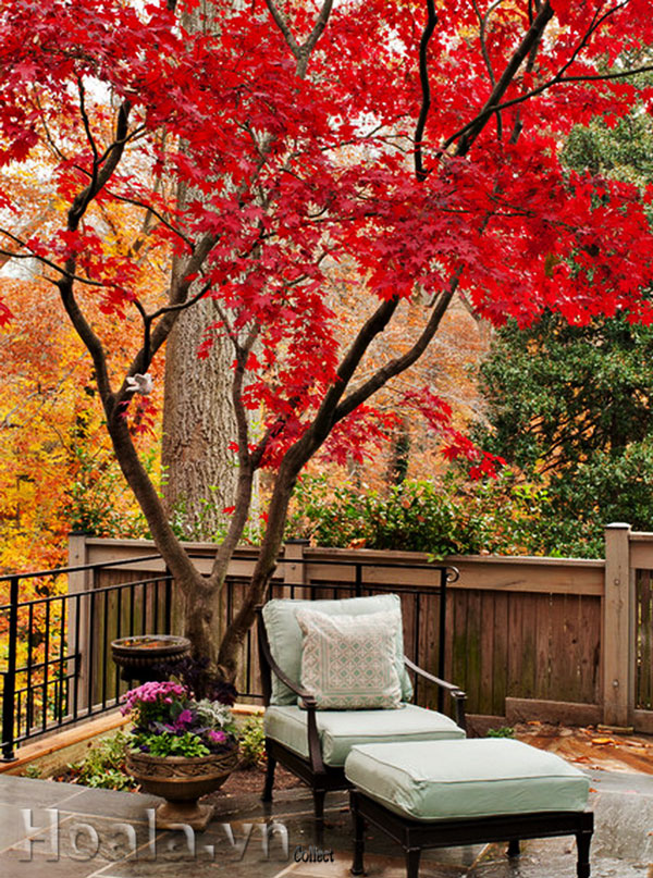 cay-phong-la-do-02 kỹ thuật trồng và chăm sóc cây phong lá đỏ 03