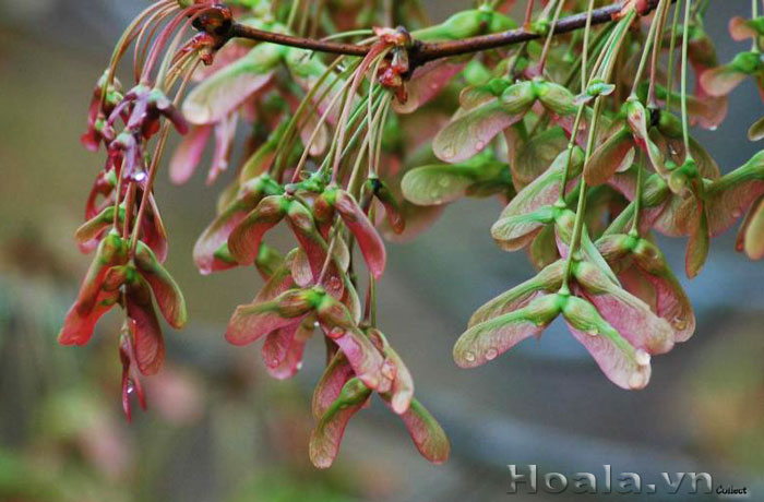 cay-phong-la-do-05 Quả của cây phong lá đỏ