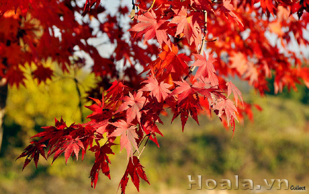 cay-phong-la-do-08 kỹ thuật trồng và chăm sóc cây phong lá đỏ 02